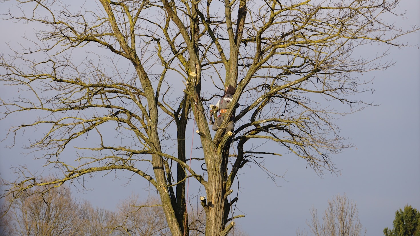 The Importance of Professional Tree Pruning