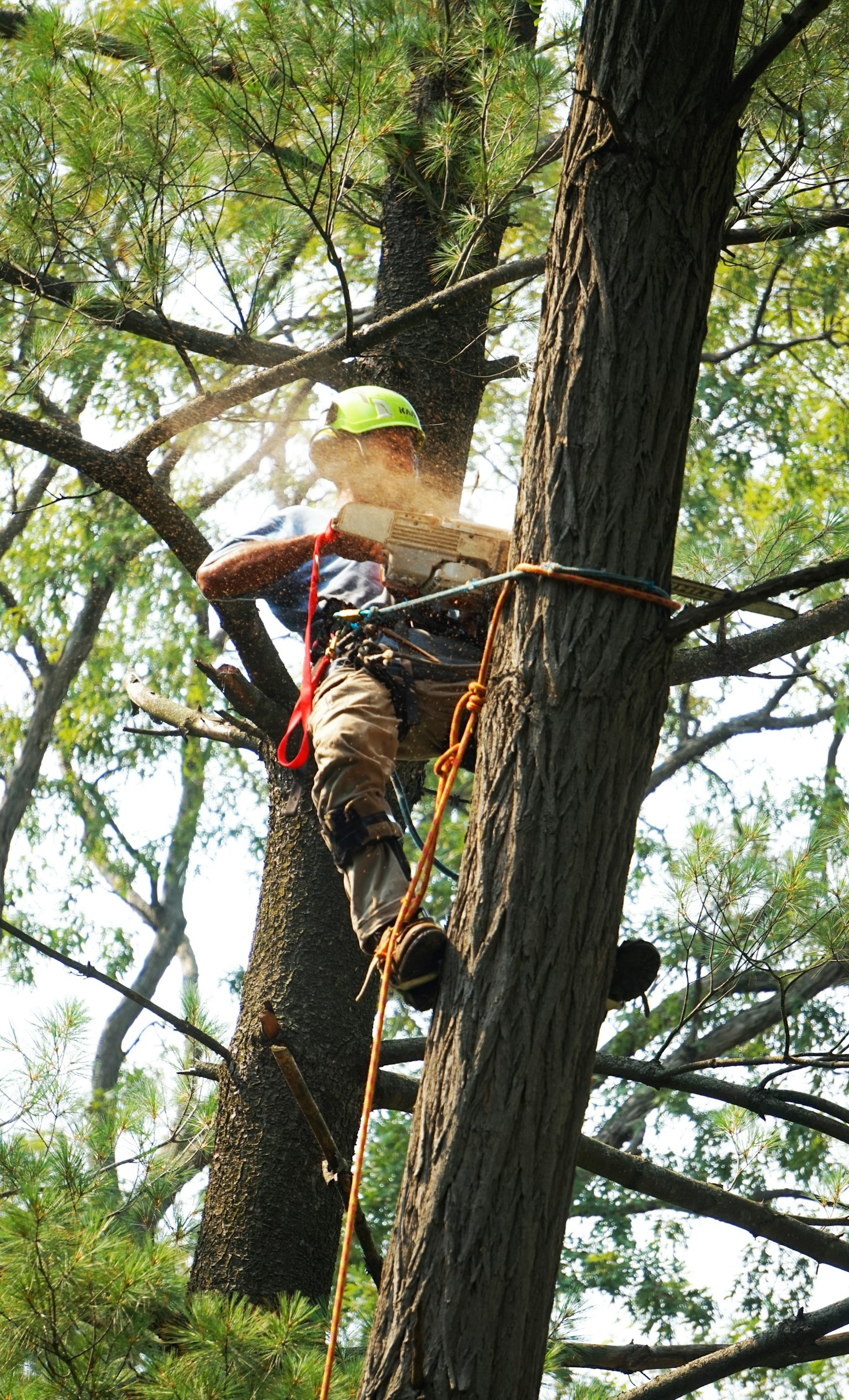 When is Tree Removal Necessary?