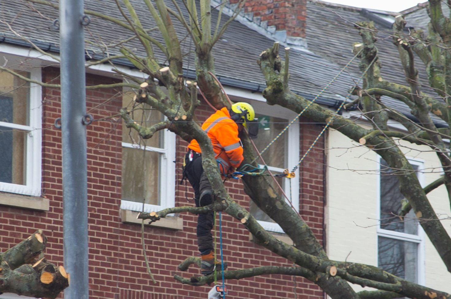 Safety Precautions for Emergency Tree Services
