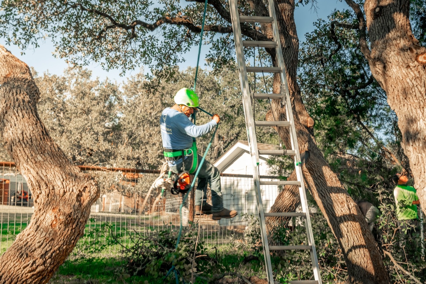 Enhancing Urban Landscapes Through Expert Tree Care