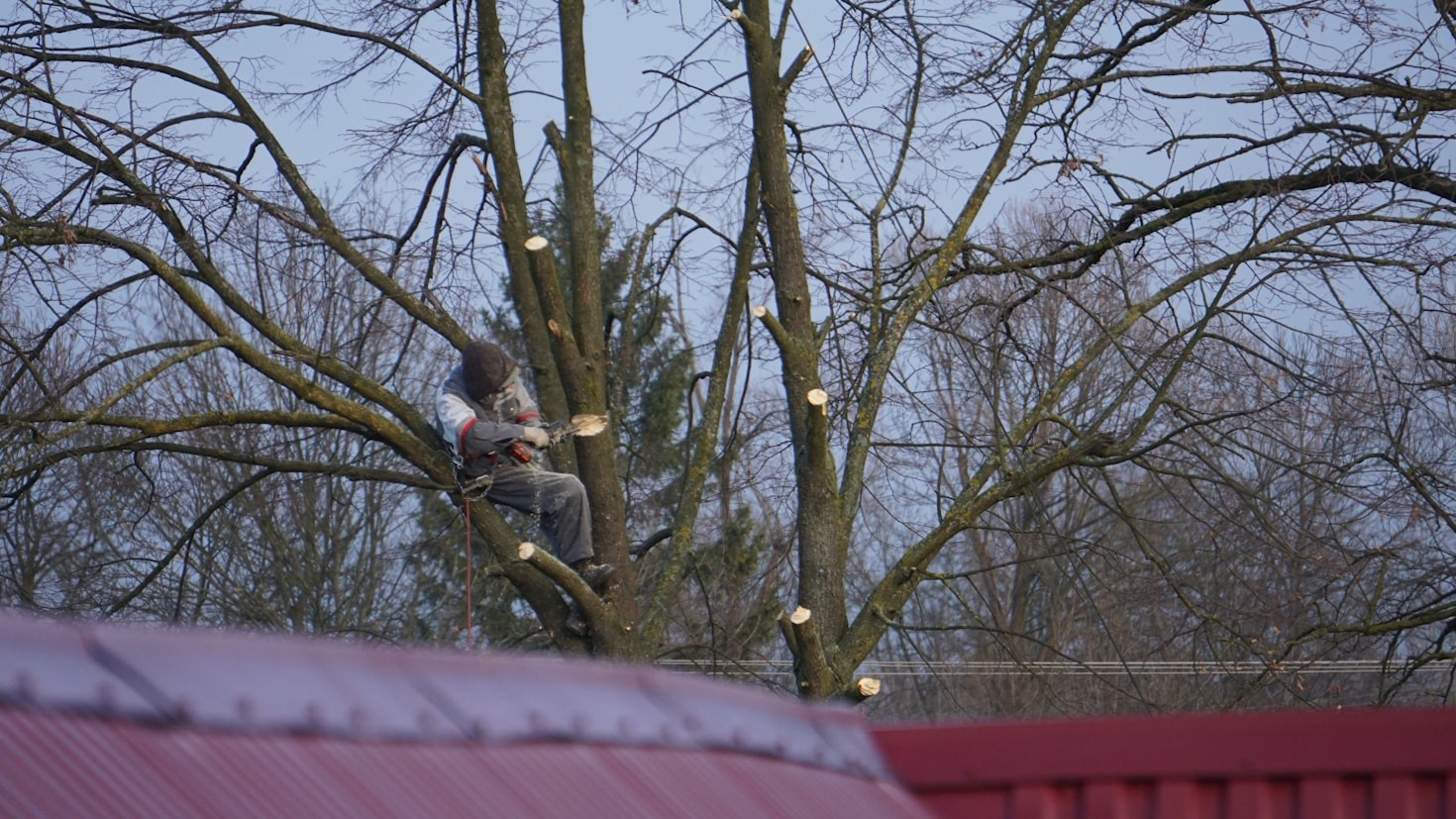 Common Causes of Tree Damage and How We Help