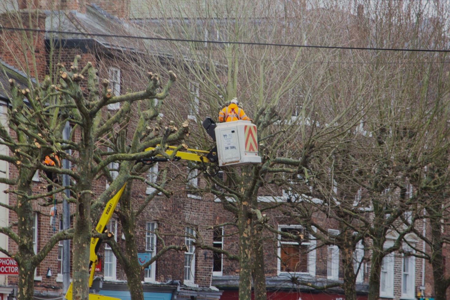 Tree Care Tips for Hong Kong Residents